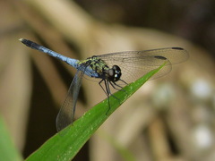 Erythrodiplax basalis