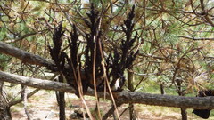 Arceuthobium vaginatum