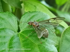Oecophylla smaragdina