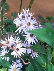 Ampelaster carolinianus