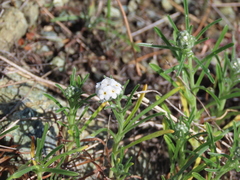 Cryptantha flaccida