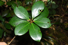 Ternstroemia