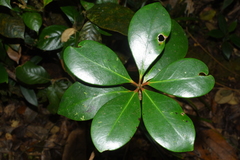 Ternstroemia