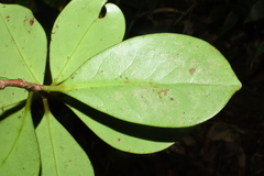 Ternstroemia