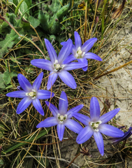 Brodiaea terrestris terrestris