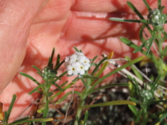Cryptantha flaccida
