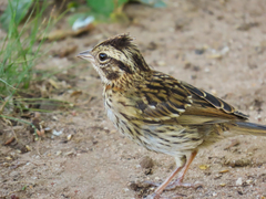 Zonotrichia capensis