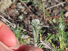 Cryptantha flaccida
