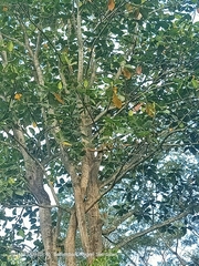 Artocarpus