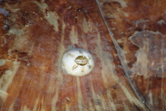 Chelonibia testudinaria image