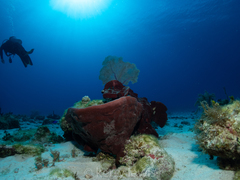 Cribrochalina vasculum