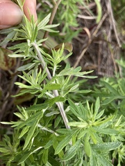 Artemisia lancea