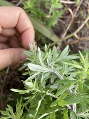 Artemisia lancea