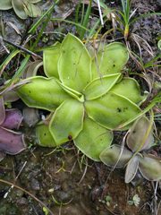 Pinguicula moranensis