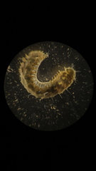 Lepidonotus squamatus