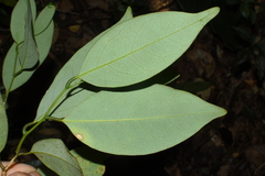 Xanthophyllum