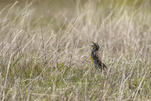 iNaturalist observation photo of Western Meadowlark