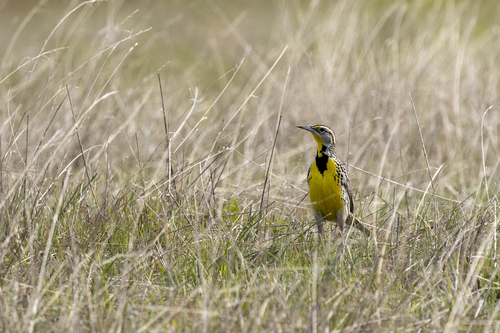 iNaturalist observation photo of Western Meadowlark