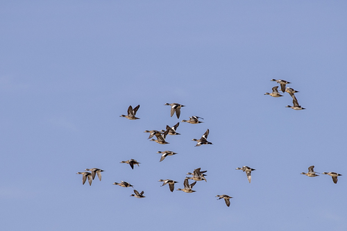 iNaturalist observation photo of American Wigeon