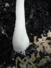 Leucocoprinus birnbaumii image