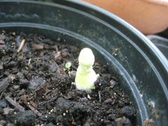 Leucocoprinus birnbaumii image