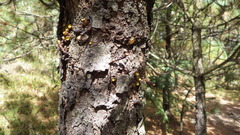 Arceuthobium vaginatum