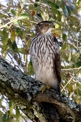 Accipiter cooperii