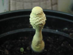 Leucocoprinus birnbaumii image