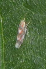 Erythridula fumida