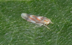 Erythridula fumida