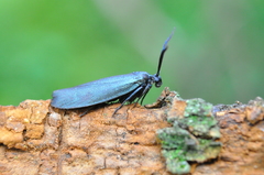 Urodidae