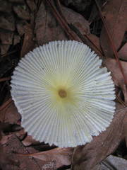 Leucocoprinus fragilissimus image