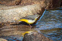 Motacilla cinerea cinerea