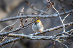 Emberiza elegans elegans