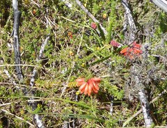 Erica cerinthoides cerinthoides