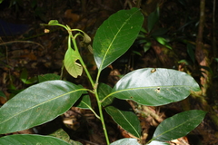 Lithocarpus