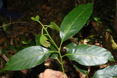 Lithocarpus