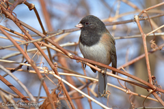 Junco hyemalis montanus