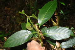 Lithocarpus