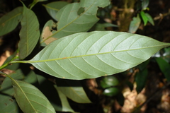 Lithocarpus