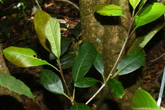 Chionanthus