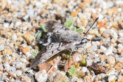 Euproserpinus phaeton