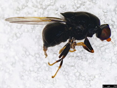 Pachygastrinae