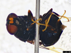 Pachygastrinae