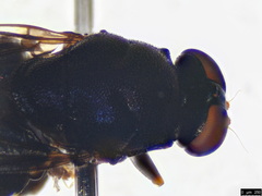 Pachygastrinae