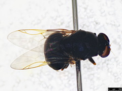 Pachygastrinae