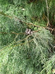 Callitris rhomboidea