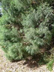 Callitris rhomboidea