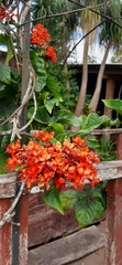 Magnoliopsida