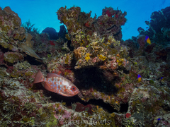 Heteropriacanthus cruentatus